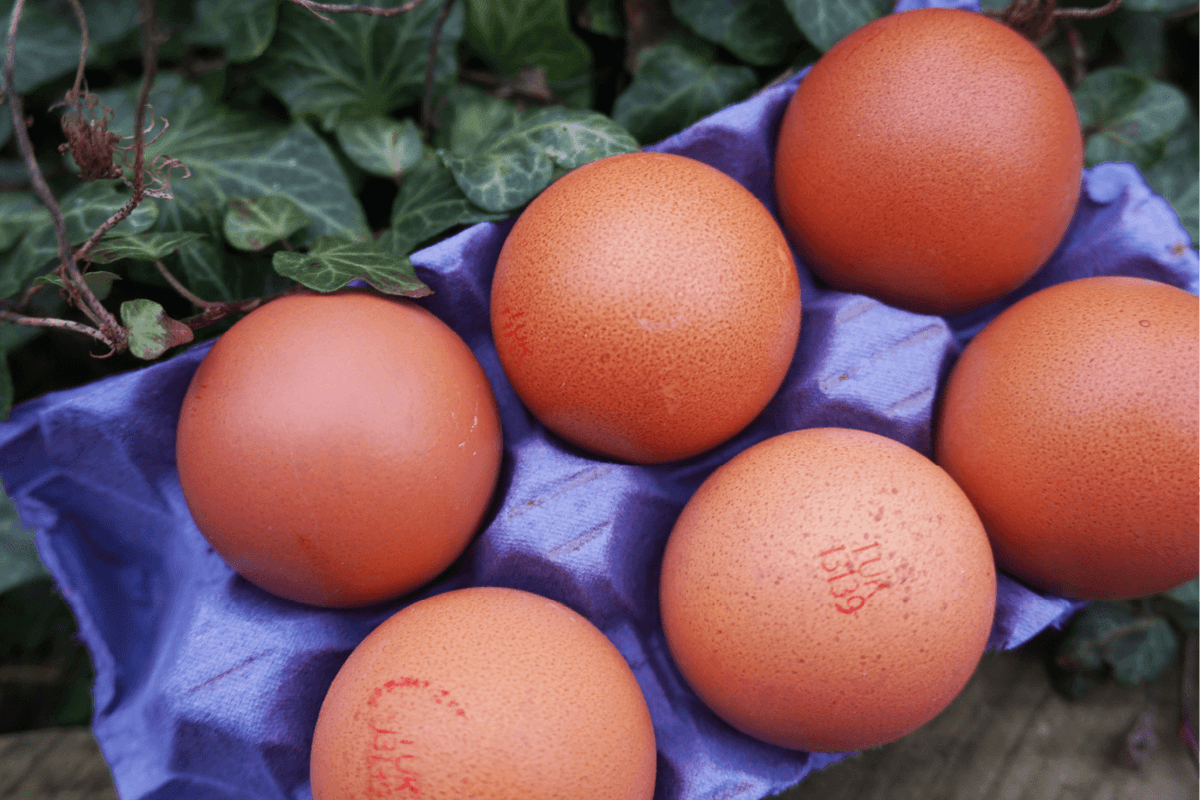 the-ultimate-guide-to-free-range-eggs